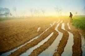 WWW report 2012-273x181