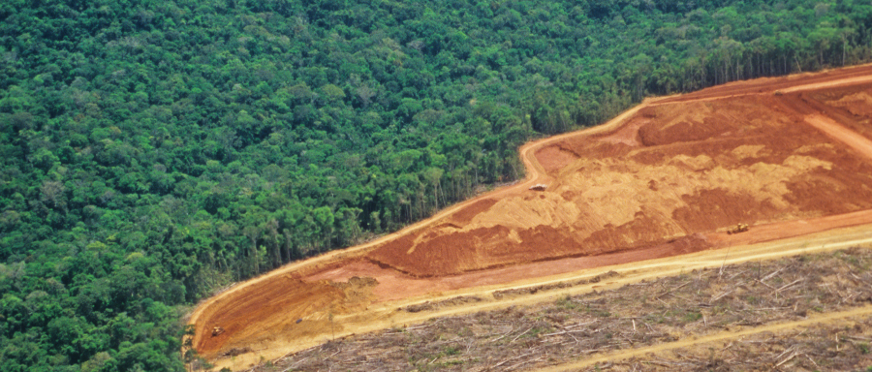 tree-cutting-forest