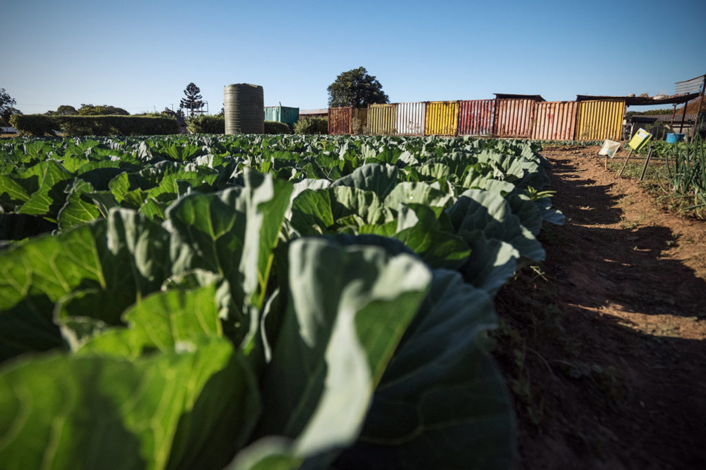 Field with leafy veggies - close up