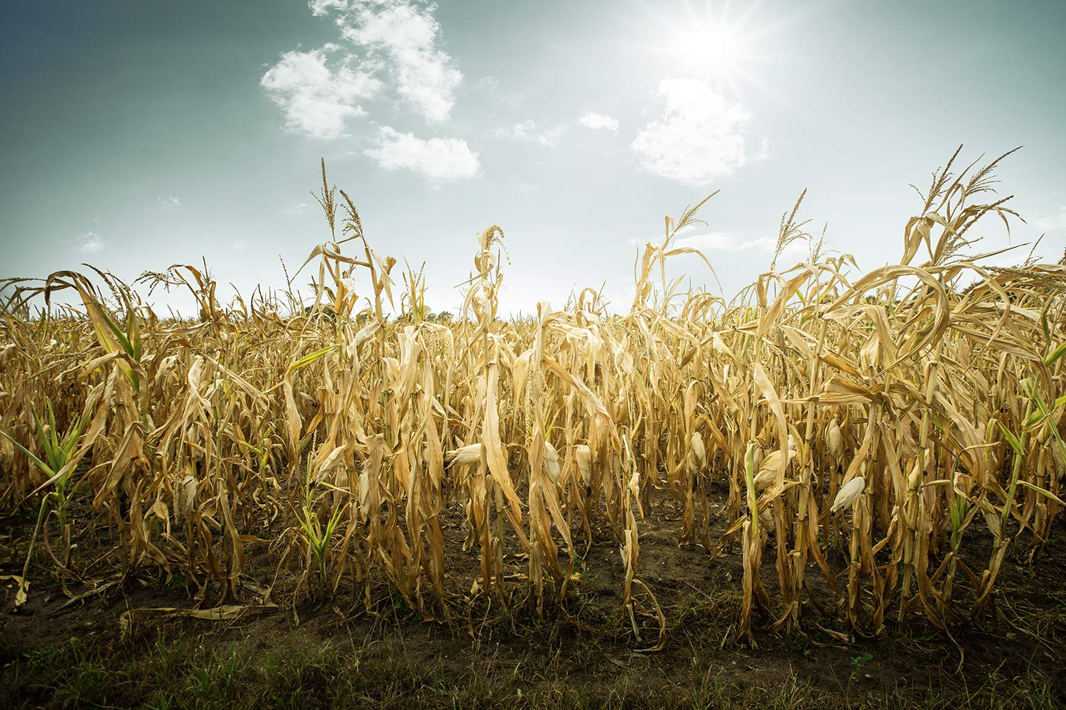 Destroyed maize harvest from drought.