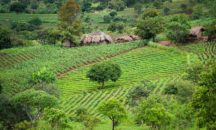 Agriculture and water