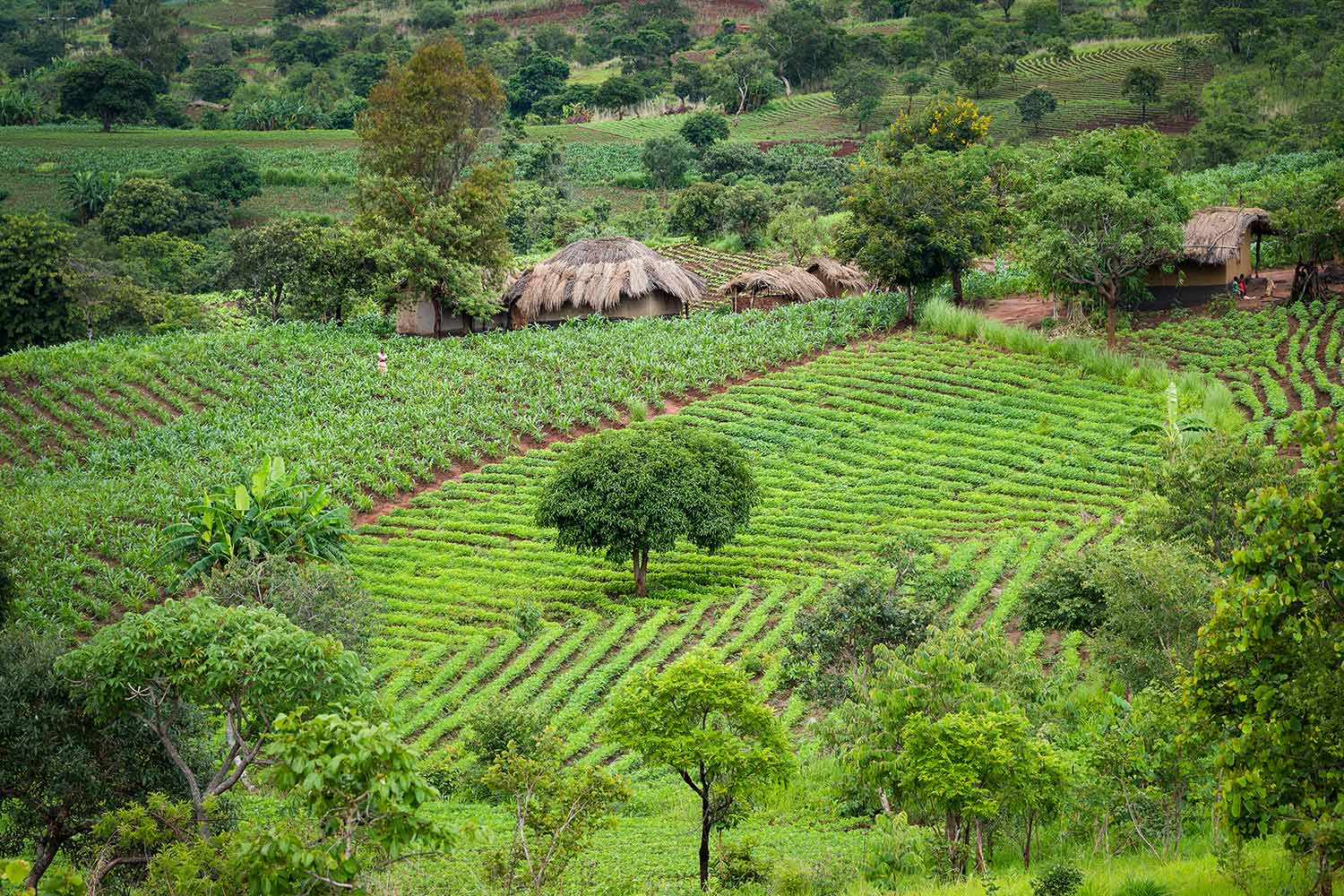 Small-scale farm in Zimbabwe.