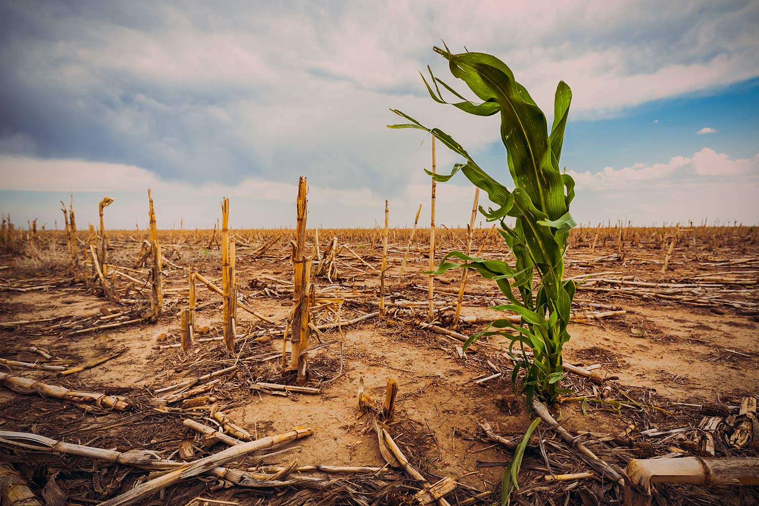 Ruined maize crop from extreme drought.