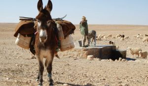 Donkey carrying water barrels on its back. People fetching water in the background.