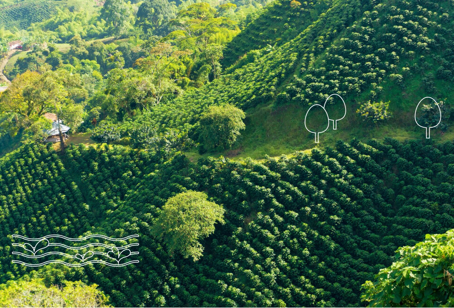 Aerial view of a green foresty hill