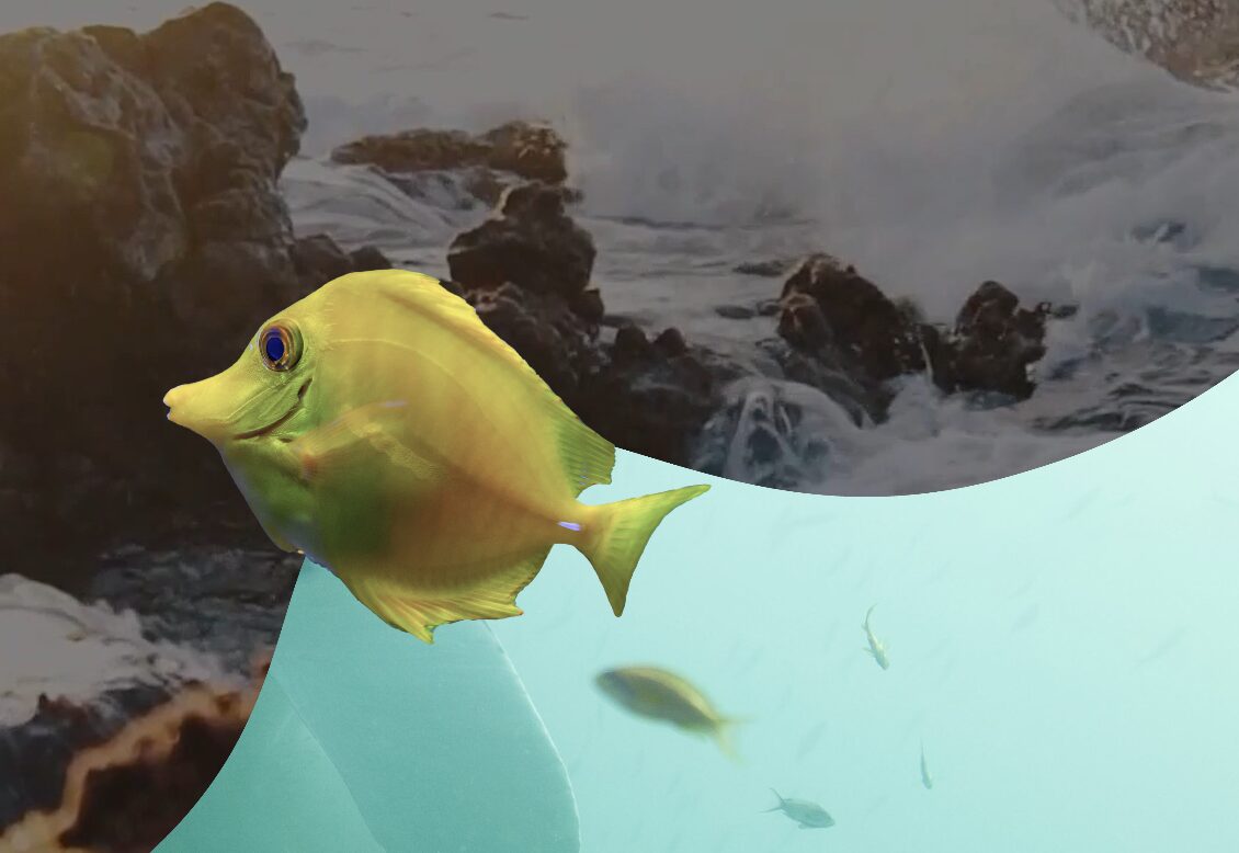 Yellow fish with ocean background