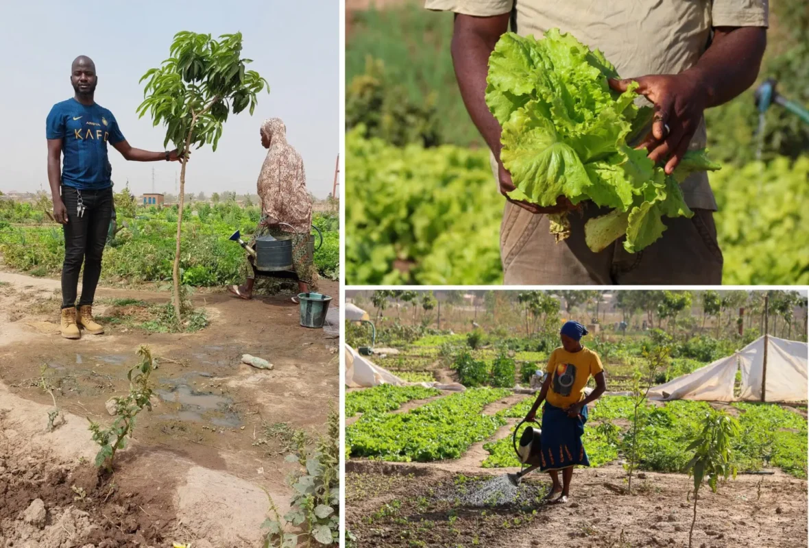 Collage of 3 photos of the LoCoFoRest project in Burkina Faso: Left: person standing beside a young